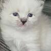 Kittens 