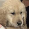 English Golden retriever puppies