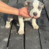 American Bully Male Puppies
