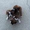 AKC Boxer Puppies