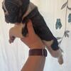 Frenchton (half French bulldog half Boston terrier) for sale