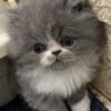Persian Kittens 