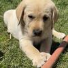 LABRADOR RETRIEVER Beautiful family raised akc registered