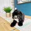 Toy poodle
