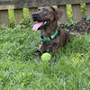 Brindle Plott Hound Dog 