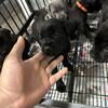 6 cane corso puppies