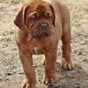 Dogue de Bordeaux Puppy Available