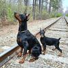 Doberman puppies (check our website)