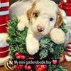 Mini Goldendoodle 