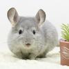 4 Month Old Blue Diamond Male Chinchilla -- energetic cutie!