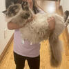 Siberian CAT pedigree from Ukraine