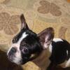 AKC registered male french bulldog