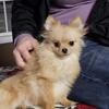 Female pomeranian $800