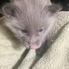 Fox kits(pups) for sale 