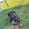 European Doberman Puppies 