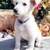 white German shepherd puppy 🐶 🐩💓
