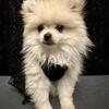 Pomeranians 