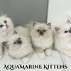 Upcoming Ragdoll TICA Litter!