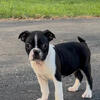 Boston Terrier puppy, AKC Registered