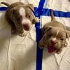 2 Gorgeous Females Available UKC/ABKC REGISTERED