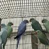 Indian Ringnecks for sale