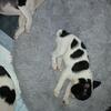 AKC Boston Terrier puppies 