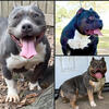 American Bully female 