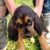 Bloodhound puppy 9 wks old price reduced 