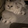 CFA Silver Persian kittens BORN 10-15-2025!
