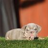 English Bulldog boys