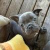 🌻🌺🌼🌷 Awesome M/F Solid Blue French Bulldog Puppies Available 🌻🌺🌼🌷