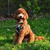 Medium Goldendoodle STUD only.  Red Tuxedo Health and Genetic tested.  Shipping Available