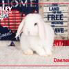 Holland Lop Bunny Rabbit