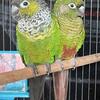 Maroon Bellied Conure_Female