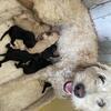Miniature Labradoodle/Bernedoodle puppies