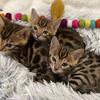 Purebred Bengal Kitten