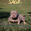 Sage Exotic Nano Bully up for stud