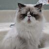 Loving persian cats need rehome