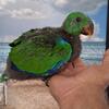 Male Solomon Island eclectus baby 