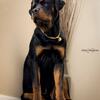 Rottweiler Stud 