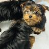 Yorkie puppies 