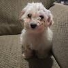 Maltese female akc registered 