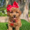 Mini Goldendoodle-Coco