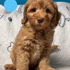 Australian Labradoodle Puppy Buddy