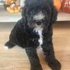 Sheepadoodle - Able To Come Home Thanksgiving Weekend! 