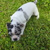 CHOSEN!!   Merle Frenchton Boy - Angel Wings
