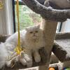 Male Persian Kitten (White)