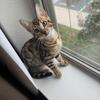 Bengal Kitten