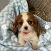 King Charles Cavalier puppy