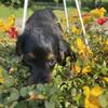 dachshund
